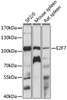 Western blot analysis of extracts of various cell lines, using E2F7 antibody (15-932) at 1:1000 dilution.<br/>Secondary antibody: HRP Goat Anti-Rabbit IgG (H+L) at 1:10000 dilution.<br/>Lysates/proteins: 25ug per lane.<br/>Blocking buffer: 3% nonfat dry milk in TBST.<br/>Detection: ECL Enhanced Kit.<br/>Exposure time: 60s.