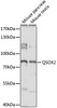 Western blot analysis of extracts of various cell lines, using QSOX2 antibody (15-935) at 1:1000 dilution.<br/>Secondary antibody: HRP Goat Anti-Rabbit IgG (H+L) at 1:10000 dilution.<br/>Lysates/proteins: 25ug per lane.<br/>Blocking buffer: 3% nonfat dry milk in TBST.<br/>Detection: ECL Basic Kit.<br/>Exposure time: 10s.