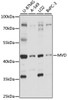 Western blot analysis of extracts of various cell lines, using MVD antibody (15-943) at 1:1000 dilution.<br/>Secondary antibody: HRP Goat Anti-Rabbit IgG (H+L) at 1:10000 dilution.<br/>Lysates/proteins: 25ug per lane.<br/>Blocking buffer: 3% nonfat dry milk in TBST.<br/>Detection: ECL Basic Kit.<br/>Exposure time: 90s.