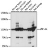 Western blot analysis of extracts of various cell lines, using ATP1A4 antibody (15-950) at 1:1000 dilution.<br/>Secondary antibody: HRP Goat Anti-Rabbit IgG (H+L) at 1:10000 dilution.<br/>Lysates/proteins: 25ug per lane.<br/>Blocking buffer: 3% nonfat dry milk in TBST.<br/>Detection: ECL Basic Kit.<br/>Exposure time: 1S.