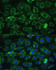 Immunofluorescence analysis of C6 cells using ATP5C1 Polyclonal Antibody (15-951) at dilution of 1:100 (40x lens) . Blue: DAPI for nuclear staining.