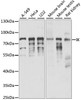 Western blot analysis of extracts of various cell lines, using IK antibody (15-958) at 1:1000 dilution.<br/>Secondary antibody: HRP Goat Anti-Rabbit IgG (H+L) at 1:10000 dilution.<br/>Lysates/proteins: 25ug per lane.<br/>Blocking buffer: 3% nonfat dry milk in TBST.<br/>Detection: ECL Enhanced Kit.<br/>Exposure time: 15S.