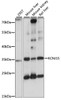 Western blot analysis of extracts of various cell lines, using KCNJ15 antibody (15-960) at 1:1000 dilution.<br/>Secondary antibody: HRP Goat Anti-Rabbit IgG (H+L) at 1:10000 dilution.<br/>Lysates/proteins: 25ug per lane.<br/>Blocking buffer: 3% nonfat dry milk in TBST.<br/>Detection: ECL Basic Kit.<br/>Exposure time: 1s.