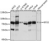 Western blot analysis of extracts of various cell lines, using KIF22 antibody (15-963) at 1:1000 dilution.<br/>Secondary antibody: HRP Goat Anti-Rabbit IgG (H+L) at 1:10000 dilution.<br/>Lysates/proteins: 25ug per lane.<br/>Blocking buffer: 3% nonfat dry milk in TBST.<br/>Detection: ECL Basic Kit.<br/>Exposure time: 3s.