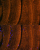 Immunofluorescence analysis of mouse skeletal muscle using MYH2 Polyclonal Antibody (15-967) at dilution of 1:100 (40x lens) . Blue: DAPI for nuclear staining.