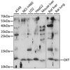 Western blot analysis of extracts of various cell lines, using OXT antibody (15-970) at 1:1000 dilution.<br/>Secondary antibody: HRP Goat Anti-Rabbit IgG (H+L) at 1:10000 dilution.<br/>Lysates/proteins: 25ug per lane.<br/>Blocking buffer: 3% nonfat dry milk in TBST.<br/>Detection: ECL Basic Kit.<br/>Exposure time: 30s.