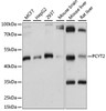 Western blot analysis of extracts of various cell lines, using PCYT2 antibody (15-980) at 1:1000 dilution.<br/>Secondary antibody: HRP Goat Anti-Rabbit IgG (H+L) at 1:10000 dilution.<br/>Lysates/proteins: 25ug per lane.<br/>Blocking buffer: 3% nonfat dry milk in TBST.<br/>Detection: ECL Basic Kit.<br/>Exposure time: 1s.