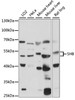 Western blot analysis of extracts of various cell lines, using SHB antibody (15-987) at 1:1000 dilution.<br/>Secondary antibody: HRP Goat Anti-Rabbit IgG (H+L) at 1:10000 dilution.<br/>Lysates/proteins: 25ug per lane.<br/>Blocking buffer: 3% nonfat dry milk in TBST.<br/>Detection: ECL Basic Kit.<br/>Exposure time: 90s.