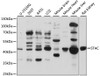 Western blot analysis of extracts of various cell lines, using STAC antibody (15-988) at 1:1000 dilution.<br/>Secondary antibody: HRP Goat Anti-Rabbit IgG (H+L) at 1:10000 dilution.<br/>Lysates/proteins: 25ug per lane.<br/>Blocking buffer: 3% nonfat dry milk in TBST.<br/>Detection: ECL Basic Kit.<br/>Exposure time: 90s.