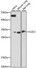 Western blot analysis of extracts of various cell lines, using CLIC3 antibody (16-004) at 1:1000 dilution.<br/>Secondary antibody: HRP Goat Anti-Rabbit IgG (H+L) at 1:10000 dilution.<br/>Lysates/proteins: 25ug per lane.<br/>Blocking buffer: 3% nonfat dry milk in TBST.<br/>Detection: ECL Basic Kit.<br/>Exposure time: 90s.