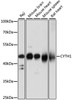 Western blot analysis of extracts of various cell lines, using CYTH1 antibody (16-007) at 1:1000 dilution.<br/>Secondary antibody: HRP Goat Anti-Rabbit IgG (H+L) at 1:10000 dilution.<br/>Lysates/proteins: 25ug per lane.<br/>Blocking buffer: 3% nonfat dry milk in TBST.<br/>Detection: ECL Basic Kit.<br/>Exposure time: 5s.