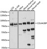 Western blot analysis of extracts of various cell lines, using COL4A3BP antibody (16-019) at 1:1000 dilution.<br/>Secondary antibody: HRP Goat Anti-Rabbit IgG (H+L) at 1:10000 dilution.<br/>Lysates/proteins: 25ug per lane.<br/>Blocking buffer: 3% nonfat dry milk in TBST.<br/>Detection: ECL Basic Kit.<br/>Exposure time: 15s.