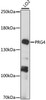 Western blot analysis of extracts of LO2 cells, using PRG4 antibody (16-021) at 1:1000 dilution.<br/>Secondary antibody: HRP Goat Anti-Rabbit IgG (H+L) at 1:10000 dilution.<br/>Lysates/proteins: 25ug per lane.<br/>Blocking buffer: 3% nonfat dry milk in TBST.<br/>Detection: ECL Basic Kit.<br/>Exposure time: 10s.