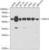 Western blot analysis of extracts of various cell lines, using PSMC5 antibody (16-022) at 1:1000 dilution.<br/>Secondary antibody: HRP Goat Anti-Rabbit IgG (H+L) at 1:10000 dilution.<br/>Lysates/proteins: 25ug per lane.<br/>Blocking buffer: 3% nonfat dry milk in TBST.