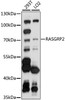 Western blot analysis of extracts of various cell lines, using RASGRP2 antibody (16-023) at 1:1000 dilution.<br/>Secondary antibody: HRP Goat Anti-Rabbit IgG (H+L) at 1:10000 dilution.<br/>Lysates/proteins: 25ug per lane.<br/>Blocking buffer: 3% nonfat dry milk in TBST.<br/>Detection: ECL Basic Kit.<br/>Exposure time: 30s.