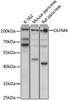 Western blot analysis of extracts of various cell lines, using OLFM4 antibody (16-026) at 1:1000 dilution.<br/>Secondary antibody: HRP Goat Anti-Rabbit IgG (H+L) at 1:10000 dilution.<br/>Lysates/proteins: 25ug per lane.<br/>Blocking buffer: 3% nonfat dry milk in TBST.<br/>Detection: ECL Basic Kit.<br/>Exposure time: 30s.