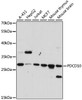 Western blot analysis of extracts of various cell lines, using PDCD10 antibody (16-032) at 1:1000 dilution.<br/>Secondary antibody: HRP Goat Anti-Rabbit IgG (H+L) at 1:10000 dilution.<br/>Lysates/proteins: 25ug per lane.<br/>Blocking buffer: 3% nonfat dry milk in TBST.<br/>Detection: ECL Basic Kit.<br/>Exposure time: 90s.