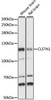 Western blot analysis of extracts of various cell lines, using CLSTN1 antibody (16-034) at 1:1000 dilution.<br/>Secondary antibody: HRP Goat Anti-Rabbit IgG (H+L) at 1:10000 dilution.<br/>Lysates/proteins: 25ug per lane.<br/>Blocking buffer: 3% nonfat dry milk in TBST.<br/>Detection: ECL Basic Kit.<br/>Exposure time: 1s.