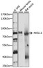 Western blot analysis of extracts of various cell lines, using NOL11 antibody (16-039) at 1:1000 dilution.<br/>Secondary antibody: HRP Goat Anti-Rabbit IgG (H+L) at 1:10000 dilution.<br/>Lysates/proteins: 25ug per lane.<br/>Blocking buffer: 3% nonfat dry milk in TBST.<br/>Detection: ECL Enhanced Kit.<br/>Exposure time: 1s.