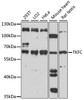 Western blot analysis of extracts of various cell lines, using TKFC antibody (16-040) .<br/>Secondary antibody: HRP Goat Anti-Rabbit IgG (H+L) at 1:10000 dilution.<br/>Lysates/proteins: 25ug per lane.<br/>Blocking buffer: 3% nonfat dry milk in TBST.<br/>Detection: ECL Basic Kit.<br/>Exposure time: 60s.
