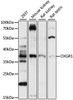 Western blot analysis of extracts of various cell lines, using OXGR1 antibody (16-045) at 1:1000 dilution.<br/>Secondary antibody: HRP Goat Anti-Rabbit IgG (H+L) at 1:10000 dilution.<br/>Lysates/proteins: 25ug per lane.<br/>Blocking buffer: 3% nonfat dry milk in TBST.<br/>Detection: ECL Basic Kit.<br/>Exposure time: 10s.
