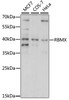 Western blot analysis of extracts of various cell lines, using RBMX antibody (16-046) at 1:1000 dilution.<br/>Secondary antibody: HRP Goat Anti-Rabbit IgG (H+L) at 1:10000 dilution.<br/>Lysates/proteins: 25ug per lane.<br/>Blocking buffer: 3% nonfat dry milk in TBST.<br/>Detection: ECL Enhanced Kit.<br/>Exposure time: 30s.