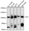 Western blot analysis of extracts of various cell lines, using GIT1 antibody (16-047) at 1:1000 dilution.<br/>Secondary antibody: HRP Goat Anti-Rabbit IgG (H+L) at 1:10000 dilution.<br/>Lysates/proteins: 25ug per lane.<br/>Blocking buffer: 3% nonfat dry milk in TBST.<br/>Detection: ECL Basic Kit.<br/>Exposure time: 1s.