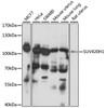 Western blot analysis of extracts of various cell lines, using SUV420H1 antibody (16-049) at 1:1000 dilution.<br/>Secondary antibody: HRP Goat Anti-Rabbit IgG (H+L) at 1:10000 dilution.<br/>Lysates/proteins: 25ug per lane.<br/>Blocking buffer: 3% nonfat dry milk in TBST.<br/>Detection: ECL Basic Kit.<br/>Exposure time: 90s.