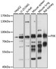 Western blot analysis of extracts of various cell lines, using PXK antibody (16-054) at 1:1000 dilution.<br/>Secondary antibody: HRP Goat Anti-Rabbit IgG (H+L) at 1:10000 dilution.<br/>Lysates/proteins: 25ug per lane.<br/>Blocking buffer: 3% nonfat dry milk in TBST.<br/>Detection: ECL Basic Kit.<br/>Exposure time: 10s.