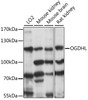 Western blot analysis of extracts of various cell lines, using OGDHL antibody (16-061) at 1:1000 dilution.<br/>Secondary antibody: HRP Goat Anti-Rabbit IgG (H+L) at 1:10000 dilution.<br/>Lysates/proteins: 25ug per lane.<br/>Blocking buffer: 3% nonfat dry milk in TBST.<br/>Detection: ECL Basic Kit.<br/>Exposure time: 5s.