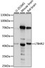 Western blot analysis of extracts of various cell lines, using LTB4R2 antibody (16-063) .<br/>Secondary antibody: HRP Goat Anti-Rabbit IgG (H+L) at 1:10000 dilution.<br/>Lysates/proteins: 25ug per lane.<br/>Blocking buffer: 3% nonfat dry milk in TBST.<br/>Detection: ECL Basic Kit.<br/>Exposure time: 10s.