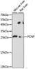 Western blot analysis of extracts of various cell lines, using PCNP antibody (16-065) at 1:1000 dilution.<br/>Secondary antibody: HRP Goat Anti-Rabbit IgG (H+L) at 1:10000 dilution.<br/>Lysates/proteins: 25ug per lane.<br/>Blocking buffer: 3% nonfat dry milk in TBST.<br/>Detection: ECL Basic Kit.<br/>Exposure time: 30s.