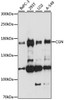 Western blot analysis of extracts of various cell lines, using CGN antibody (16-069) at 1:1000 dilution.<br/>Secondary antibody: HRP Goat Anti-Rabbit IgG (H+L) at 1:10000 dilution.<br/>Lysates/proteins: 25ug per lane.<br/>Blocking buffer: 3% nonfat dry milk in TBST.<br/>Detection: ECL Basic Kit.<br/>Exposure time: 90s.