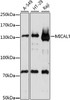 Western blot analysis of extracts of various cell lines, using MICAL1 antibody (16-080) at 1:1000 dilution.<br/>Secondary antibody: HRP Goat Anti-Rabbit IgG (H+L) at 1:10000 dilution.<br/>Lysates/proteins: 25ug per lane.<br/>Blocking buffer: 3% nonfat dry milk in TBST.<br/>Detection: ECL Basic Kit.<br/>Exposure time: 90s.