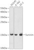 Western blot analysis of extracts of various cell lines, using Survivin antibody (16-083) at 1:1000 dilution.<br/>Secondary antibody: HRP Goat Anti-Rabbit IgG (H+L) at 1:10000 dilution.<br/>Lysates/proteins: 25ug per lane.<br/>Blocking buffer: 3% nonfat dry milk in TBST.<br/>Detection: ECL Enhanced Kit.<br/>Exposure time: 30s.