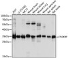 Western blot analysis of extracts of various cell lines, using FN3KRP antibody (16-085) at 1:1000 dilution.<br/>Secondary antibody: HRP Goat Anti-Rabbit IgG (H+L) at 1:10000 dilution.<br/>Lysates/proteins: 25ug per lane.<br/>Blocking buffer: 3% nonfat dry milk in TBST.<br/>Detection: ECL Basic Kit.<br/>Exposure time: 5s.