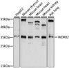 Western blot analysis of extracts of various cell lines, using WDR82 antibody (16-087) at 1:1000 dilution.<br/>Secondary antibody: HRP Goat Anti-Rabbit IgG (H+L) at 1:10000 dilution.<br/>Lysates/proteins: 25ug per lane.<br/>Blocking buffer: 3% nonfat dry milk in TBST.<br/>Detection: ECL Basic Kit.<br/>Exposure time: 10s.