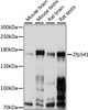 Western blot analysis of extracts of various cell lines, using ZNF541 antibody (16-093) at 1:1000 dilution.<br/>Secondary antibody: HRP Goat Anti-Rabbit IgG (H+L) at 1:10000 dilution.<br/>Lysates/proteins: 25ug per lane.<br/>Blocking buffer: 3% nonfat dry milk in TBST.<br/>Detection: ECL Basic Kit.<br/>Exposure time: 60s.