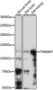 Western blot analysis of extracts of various cell lines, using TMEM67 antibody (16-103) at 1:1000 dilution.<br/>Secondary antibody: HRP Goat Anti-Rabbit IgG (H+L) at 1:10000 dilution.<br/>Lysates/proteins: 25ug per lane.<br/>Blocking buffer: 3% nonfat dry milk in TBST.<br/>Detection: ECL Basic Kit.<br/>Exposure time: 3min.