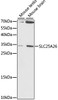 Western blot analysis of extracts of various cell lines, using SLC25A26 antibody (16-108) at 1:1000 dilution.<br/>Secondary antibody: HRP Goat Anti-Rabbit IgG (H+L) at 1:10000 dilution.<br/>Lysates/proteins: 25ug per lane.<br/>Blocking buffer: 3% nonfat dry milk in TBST.<br/>Detection: ECL Basic Kit.<br/>Exposure time: 90S.