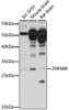 Western blot analysis of extracts of various cell lines, using ZNF688 antibody (16-114) at 1:1000 dilution.<br/>Secondary antibody: HRP Goat Anti-Rabbit IgG (H+L) at 1:10000 dilution.<br/>Lysates/proteins: 25ug per lane.<br/>Blocking buffer: 3% nonfat dry milk in TBST.<br/>Detection: ECL Basic Kit.<br/>Exposure time: 90s.