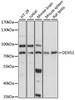 Western blot analysis of extracts of various cell lines, using DDX51 antibody (16-120) at 1:1000 dilution.<br/>Secondary antibody: HRP Goat Anti-Rabbit IgG (H+L) at 1:10000 dilution.<br/>Lysates/proteins: 25ug per lane.<br/>Blocking buffer: 3% nonfat dry milk in TBST.<br/>Detection: ECL Basic Kit.<br/>Exposure time: 5s.