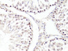 Immunohistochemistry of paraffin-embedded rat testis using TWIST1 antibody (16-126) at dilution of 1:100 (40x lens) .