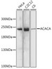 Western blot analysis of extracts of various cell lines, using ACACA antibody (16-133) at 1:1000 dilution.<br/>Secondary antibody: HRP Goat Anti-Rabbit IgG (H+L) at 1:10000 dilution.<br/>Lysates/proteins: 25ug per lane.<br/>Blocking buffer: 3% nonfat dry milk in TBST.<br/>Detection: ECL Basic Kit.<br/>Exposure time: 30s.