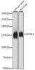 Western blot analysis of extracts of various cell lines, using NTRK1 antibody (16-139) at 1:500 dilution.<br/>Secondary antibody: HRP Goat Anti-Rabbit IgG (H+L) at 1:10000 dilution.<br/>Lysates/proteins: 25ug per lane.<br/>Blocking buffer: 3% nonfat dry milk in TBST.<br/>Detection: ECL Basic Kit.<br/>Exposure time: 90s.