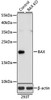 Western blot analysis of extracts from normal (control) and BAX knockout (KO) 293T cells, using BAX antibody (16-152) at 1:1000 dilution.<br/>Secondary antibody: HRP Goat Anti-Rabbit IgG (H+L) at 1:10000 dilution.<br/>Lysates/proteins: 25ug per lane.<br/>Blocking buffer: 3% nonfat dry milk in TBST.<br/>Detection: ECL Basic Kit.<br/>Exposure time: 5s.