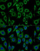 Immunofluorescence analysis of L929 cells using TSPO Polyclonal Antibody (16-159) at dilution of 1:100 (40x lens) . Blue: DAPI for nuclear staining.