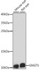 Western blot analysis of extracts of various cell lines, using GNGT1 antibody (16-174) at 1:1000 dilution.<br/>Secondary antibody: HRP Goat Anti-Rabbit IgG (H+L) at 1:10000 dilution.<br/>Lysates/proteins: 25ug per lane.<br/>Blocking buffer: 3% nonfat dry milk in TBST.<br/>Detection: ECL Basic Kit.<br/>Exposure time: 90s.