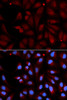 Immunofluorescence analysis of U2OS cells using MAOB antibody (16-178) . Blue: DAPI for nuclear staining.