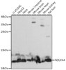 Western blot analysis of extracts of various cell lines, using NDUFA4 antibody (16-185) at 1:1000 dilution.<br/>Secondary antibody: HRP Goat Anti-Rabbit IgG (H+L) at 1:10000 dilution.<br/>Lysates/proteins: 25ug per lane.<br/>Blocking buffer: 3% nonfat dry milk in TBST.<br/>Detection: ECL Basic Kit.<br/>Exposure time: 1s.